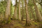 Age of Union Joins Stand.earth in a Major Fundraising Campaign to Stop Old Growth Forest Logging in Western Canada