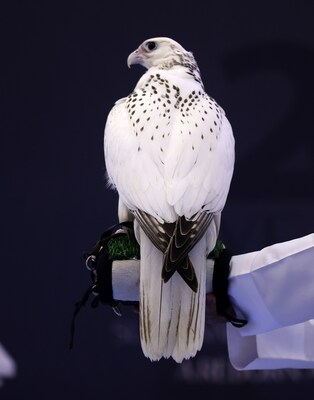 On the 19th edition of ADIHEX's falconry auction 2022, the most expensive falcon in the event's history, a Pure Gyr American ultra-white, was auctioned for AED 1,100,000 (about $275,000). The competitive falconry auction was one of most well-liked attractions by the public. This unique auction in Abu Dhabi brings in falcon owners, falcon farms, falconers from the UAE and all over the world, as well as VIPs interested in the falconry sector.