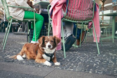 The American Veterinary Medical Association, the nation's leading advocate for the veterinary profession, offers tips for making outdoor dining with dogs a relaxing, fun, and safe experience for everyone.