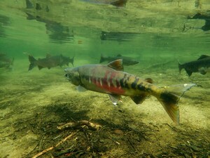 Combining Genomic Insights and Traditional Indigenous Knowledge for the Conservation of Pacific Salmon