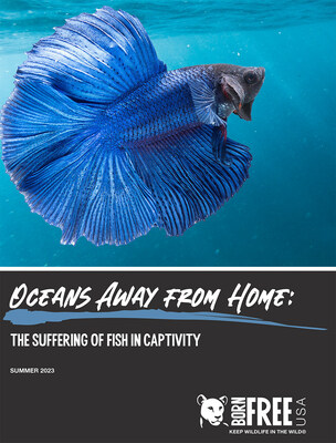 Wildlife conservation and animal advocacy nonprofit Born Free USA has today released a major new report, Oceans Away from Home: The Suffering of Fish in Captivity, and accompanying aquarium investigation which reveal the true extent of fish suffering in captive conditions.