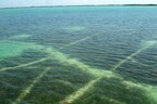 Sea &amp; Shoreline and Coastal Conservation Association (CCA) Florida Collaborate on Seagrass Restoration Project in The Florida Keys.