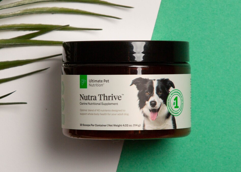 Keep Your Dog Cool and Healthy This Summer With Ultimate Pet Nutrition Nutra Thrive for Dogs - Vimarsana News
