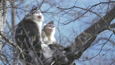 Two monkeys sit high in a tree at the reserve. [Photo / China Daily]