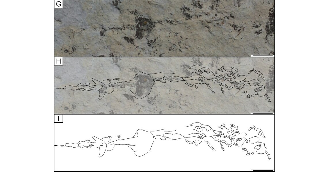 Horseshoe Crab tracks found on Dinosaur Ridge in Morrison, Colorado