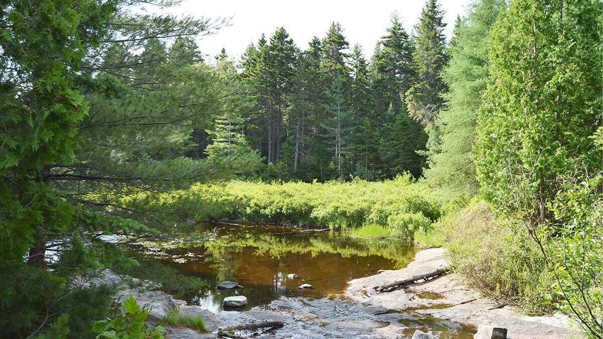 VisitorsCoverage Launches Humanitarian Initiative to Help Reforest Quebec - Vimarsana News