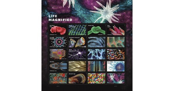 NIH zebrafish research included in U.S. Postal Service's “Life Magnified”  stamps