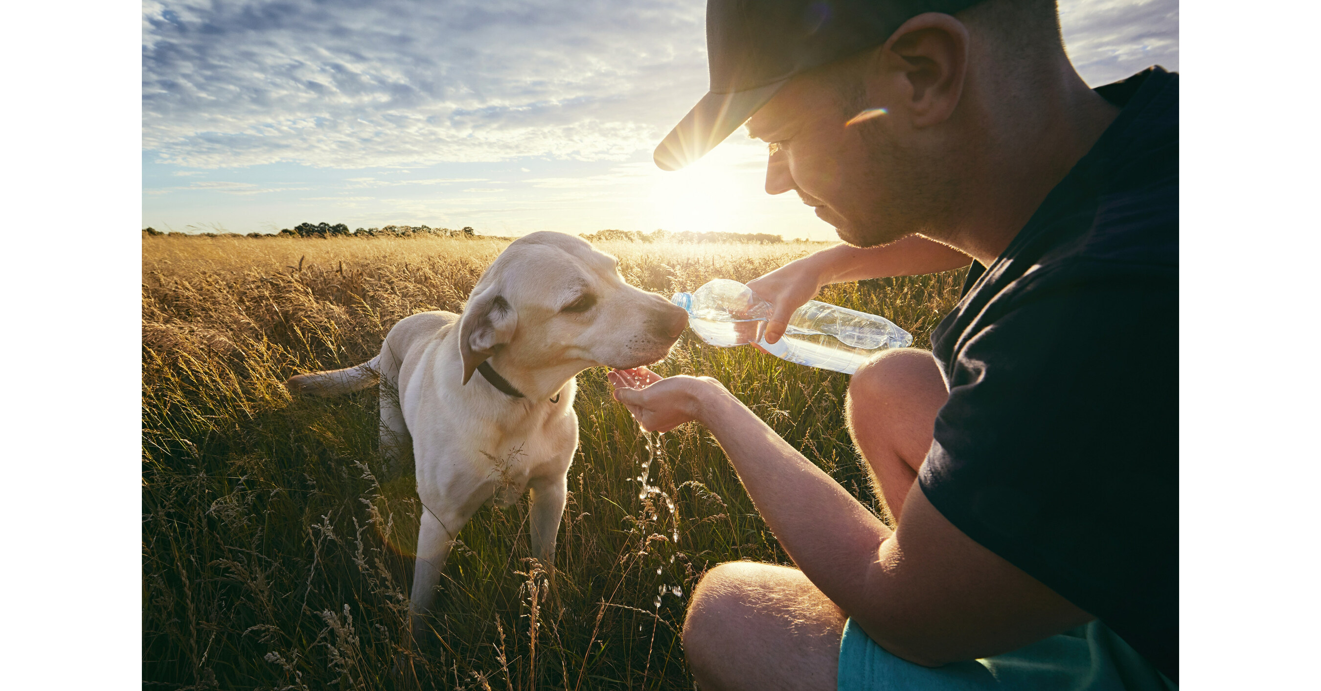 Purina Donates $25,000 to Help Pets and People Impacted by Hawaii Wildfires - Vimarsana News