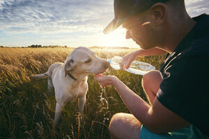 Purina Donates $25,000 to Help Pets and People Impacted by Hawaii Wildfires