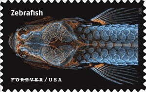 La investigación del NIH sobre el pez cebra es incluida en las estampillas del Servicio Postal de EE. UU. "Life Magnified"