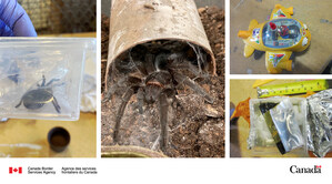 Border services officers find two live tarantulas hidden in packages