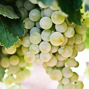 GreenVenus' Gene-Edited Grapes Offer Premium Quality, Sustainable Winemaking