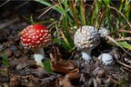 ACS Laboratory Expands Testing Scope and Introduces Amanita Mushroom Testing Panels for Product Safety and Compliance
