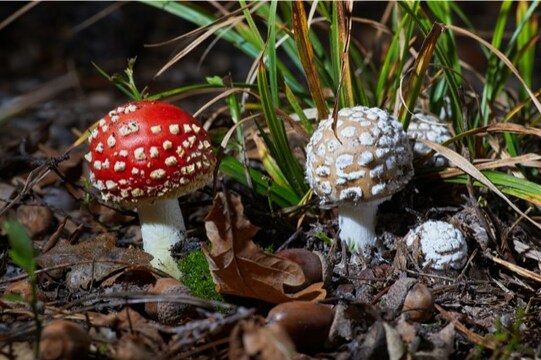 ACS Laboratory Expands Testing Scope and Introduces Amanita Mushroom Testing Panels for Product Safety and Compliance - Vimarsana News