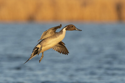 2023 northern pintail populations are estimated at 2.219 million, up 24 per cent from the 2022 population estimate and down 43 per cent from the long term average. (CNW Group/DUCKS UNLIMITED CANADA)