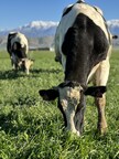OMEAT IS AMONG THE FIRST REVENUE-GENERATING CULTIVATED MEAT COMPANIES WITH B2B LAUNCH OF PLENTY, A HUMANE & AFFORDABLE ALTERNATIVE TO FETAL BOVINE SERUM