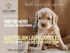 Atlanta Australian Labradoodle Breeder, HappyPaw Doodles, Announces New Litter