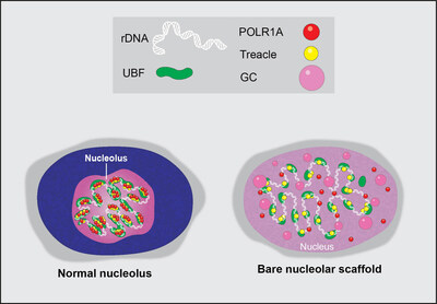 Graphical illustration of a normal nucleolus and its extreme stress state following transcriptional cyclin-dependent kinase inhibition by chemotherapy agents. Image courtesy of Mark Miller and Tamara Potapova, Stowers Institute for Medical Research.