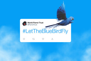 WORLD PARROT TRUST ADDS NEW ENDANGERED SPECIES TO THEIR LIST: THE TWITTER BLUE BIRD