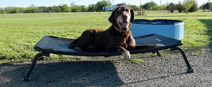 Veehoo Launches Innovative Elevated Dog Bed for Deep Sleep