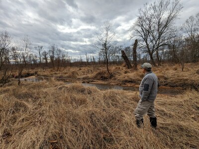 Invasives smother a section of Dewey's Creek
