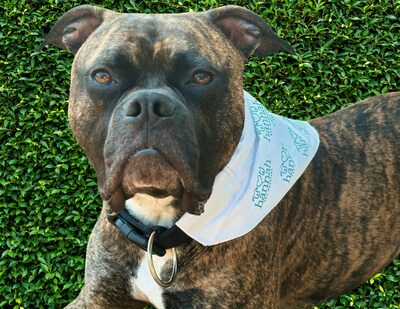 Hannah dog sporting a Hannah bandana.