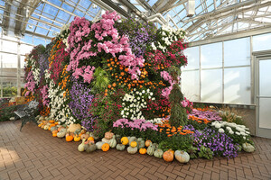 Frederik Meijer Gardens &amp; Sculpture Park in Grand Rapids, Michigan Weaves Autumn Tapestry with 25th Annual Chrysanthemum Exhibition