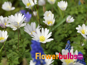 Flowerbulbs.com Curates List of 5 Reasons to Plant a Bulb Lawn This Fall