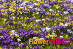 Flowerbulbs.com