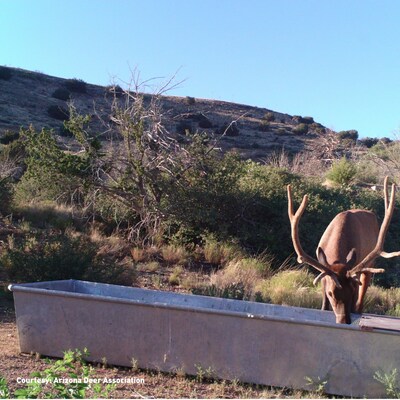 Un alce bebe de una fuente de agua alimentada por energía solar en Arizona. Los paneles solares fueron suministrados por TerrePower/Ontility. 

Foto cortesía: Arizona Deer Association