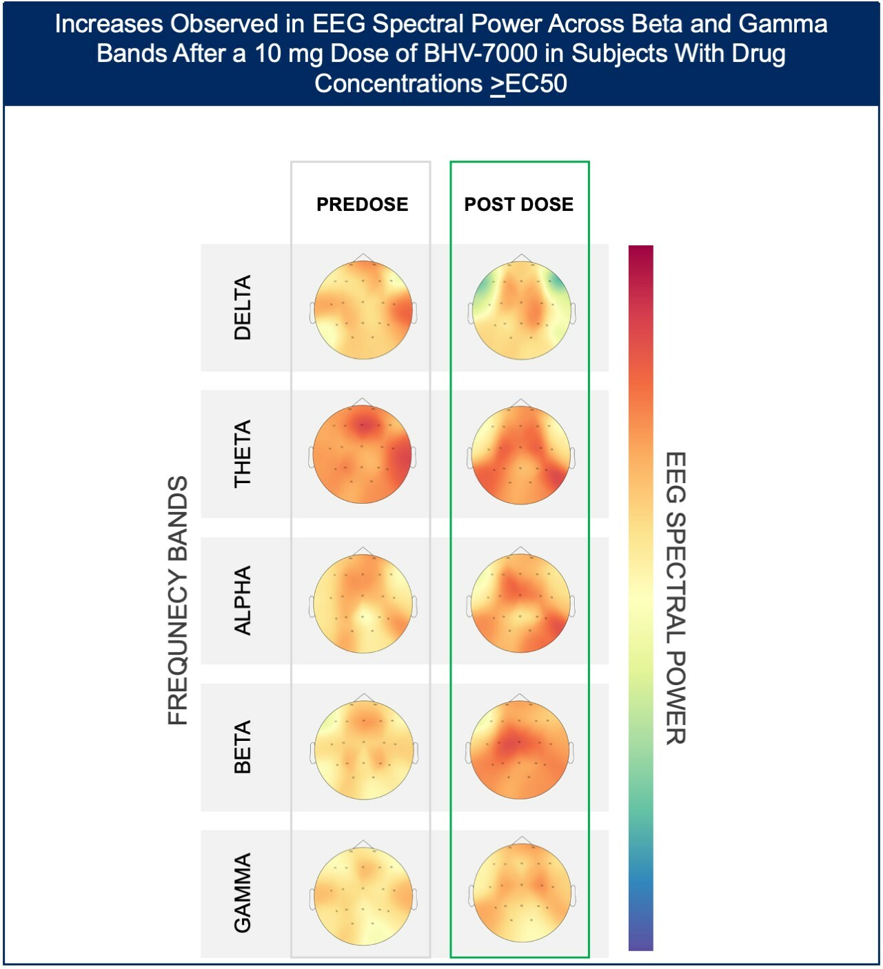 Figure 1b: Heat map depiction of topographical changes in EEG spectral power after administration of BHV-7000 10mg dose in subjects with target concentrations  EC50  (based on preclinical MES models). Darker red color indicates a higher magnitude of spectral power.