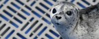 Vancouver Aquarium Marine Mammal Rescue Achieves Charitable Status