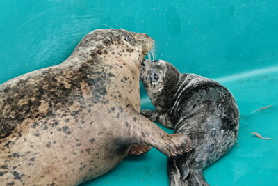 Mother rescued harbour seal, Donnelly, beside her baby girl, Dory. (CNW Group/Vancouver Aquarium)