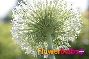 Flowerbulbs.com Names Allium the 2023 Bulb of the Year!