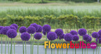 www.flowerbulbs.com