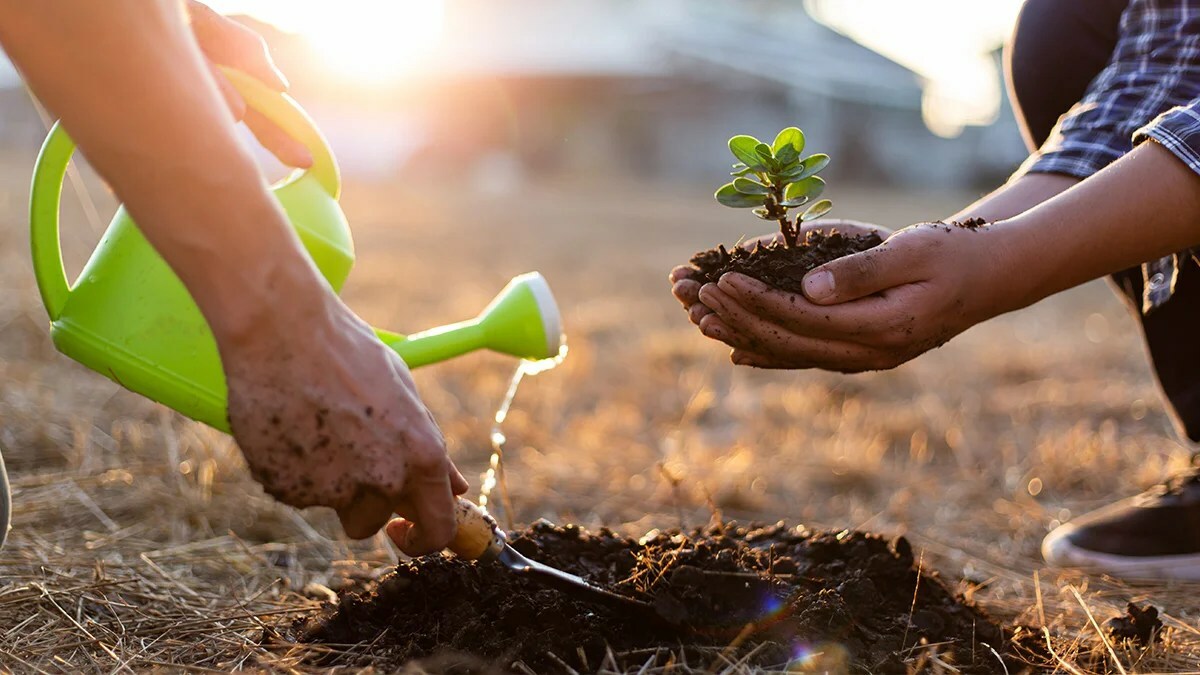 VisitorsCoverage Partners with One Tree Planted to Stop the Deadly Effects of Deforestation in The Philippines - Vimarsana News