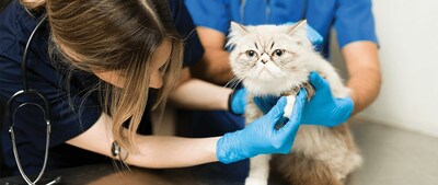 A veterinary nurse/technician provides medical care to an ailing cat.