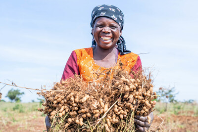 Pyxus Agriculture Limited (Malawi) contracted farmer Mchichizana Bekelani harvests her groundnut crop.