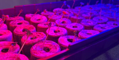 Microgreen plants can be seen growing in a simulated Martian regolith mixture.