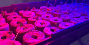 American Public University System's Supernova Search Group Receives NASA Grant to Conduct Research on Plants in Outer Space