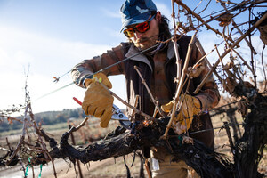 Lake County Winegrape Commission Announces Launch of Lake County Pruning School Registration for Year Two