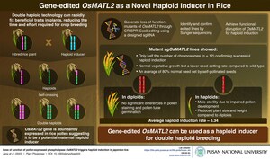 Pusan National University Scientists Explore OsMATL2 Gene as a Candidate for Haploid Induction in Rice
