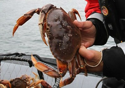 Seized traps from stock photo or video from a crab trap sweep (CNW Group/Fisheries and Oceans Canada, Pacific Region)