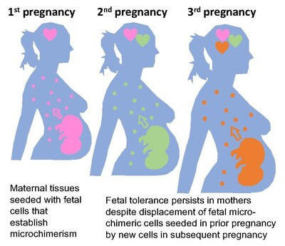 Illustration: How fetal tolerance persists in mothers across multiple pregnancies. Credit: Cincinnati Children's