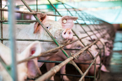 A shocking 75% of all antibiotics used in the world are given to farm animals. This is done to compensate for the stressful, low welfare conditions in which animals on industrial farms live. Photo: World Animal Protection (CNW Group/World Animal Protection)