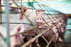 STRONGER ANIMAL WELFARE PROVISIONS KEY TO LOWERING THE USE OF ANTIMICROBIALS IN ANIMAL AGRICULTURE