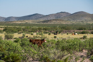 The ranch broker with no boundaries: How Texas-based James Sammons III sells exceptional ranches in Mexico, New Mexico, Oklahoma, Arkansas, Missouri and more