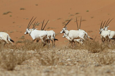 Reserva de Uruq Bani Ma'arid en Arabia Saudí, primer sitio del Reino declarado Patrimonio Natural por la UNESCO. Crédito: National Center for Wildlife.