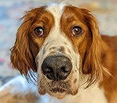 Know before you go...and return: Traveling overseas with your pet