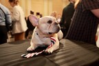 Winston the French Bulldog, 2022 National Dog Show Best In Show Champion